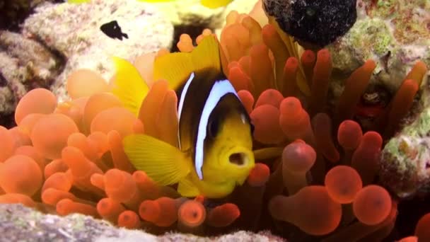 Clown fish in bright orange color Bubble Anemone Actinidae underwater Red sea. — Stock Video