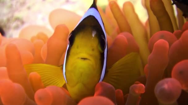 Clown vis in fel oranje kleur Bubble Anemone Actinidae onderwater rode zee. — Stockvideo