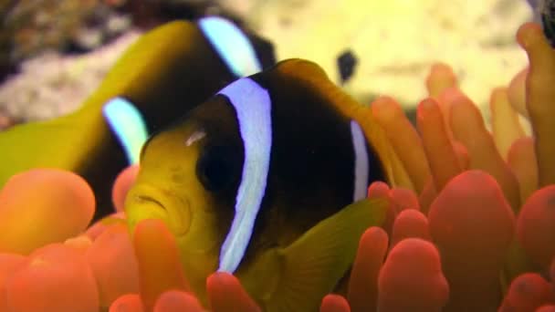 Clown ryb v jasně oranžové barevné bubliny Anemone Actinidae pod vodou Rudého moře. — Stock video
