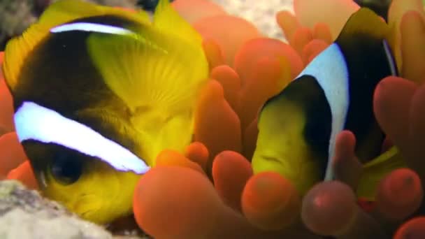 Clown vis in fel oranje kleur Bubble Anemone Actinidae onderwater rode zee. — Stockvideo