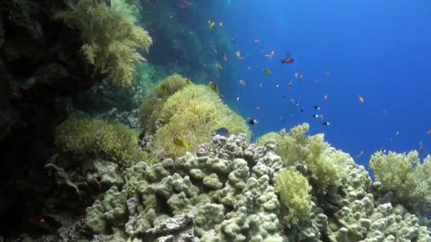 Stichodactylidae herrliche Anemonen und Clownfische im roten Unterwasser-Meer. — Stockvideo