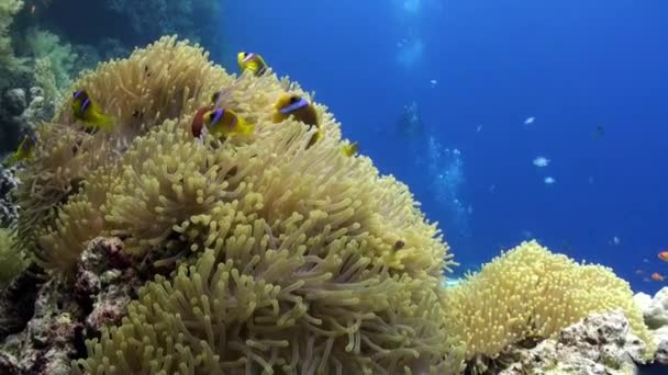 School van clown vis in prachtige anemone Stichodactylidae onderwater rode zee. — Stockvideo
