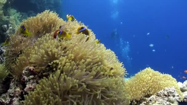 Škola clown ryb v nádherné anemone Stichodactylidae pod vodou Rudého moře. — Stock video