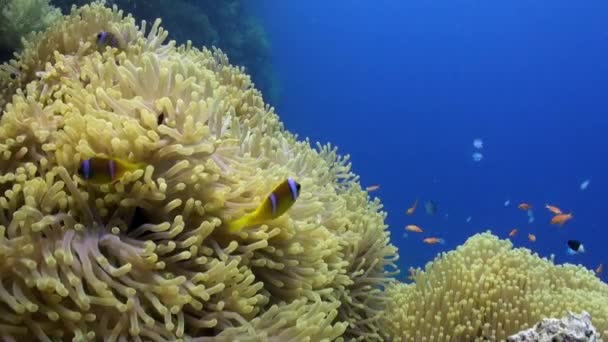 Escuela de peces payaso en Magnífica anémona Stichodactylidae bajo el agua Mar Rojo . — Vídeos de Stock