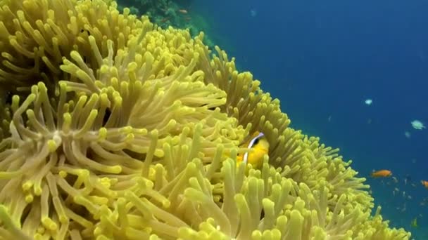 Škola clown ryb v nádherné anemone Stichodactylidae pod vodou Rudého moře. — Stock video