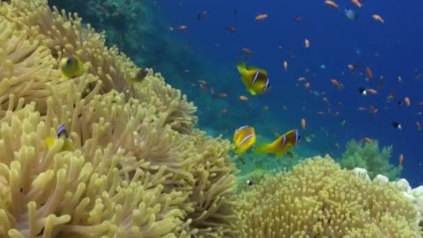 School of clown fish in Magnificent anemone Stichodactylidae underwater Red sea. — Stock Video