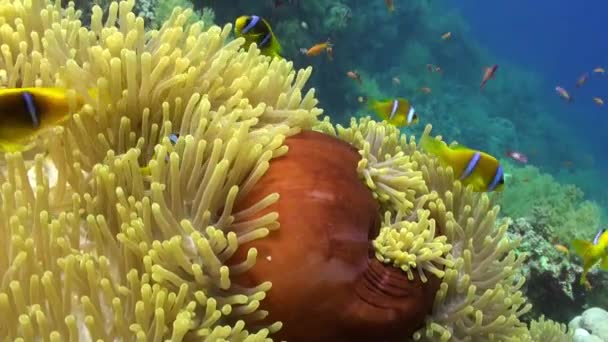 Peces payaso en Magnifica anémona Stichodactylidae bajo el agua Mar Rojo . — Vídeos de Stock