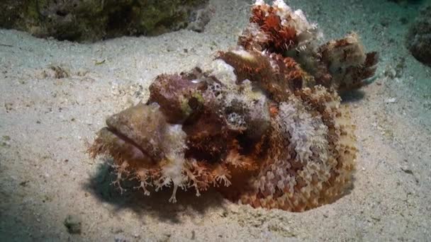 Kőhal szakállas skorpióhal scorpaenopsis barbata nagyon mérgező víz alatti. — Stock videók
