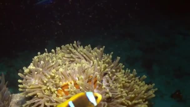 Peces payaso en Magnifica anémona Stichodactylidae bajo el agua Mar Rojo . — Vídeos de Stock