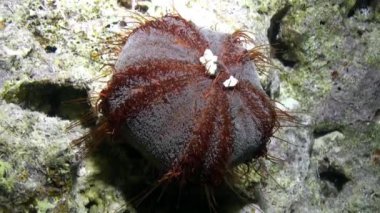 Kızıl Deniz kestanesi Tripneustes gratilla sualtı.