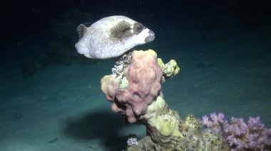 Yiyecek bulmak resif üzerinde sarı benekli boxfish.