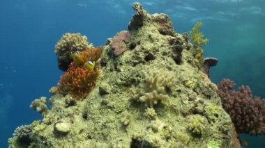 Stichodactylidae muhteşem anemone ve sualtı Red Sea'deki/daki palyaço balık.