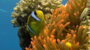 Stichodactylidae muhteşem anemone ve sualtı Red Sea'deki/daki palyaço balık.