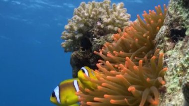 Stichodactylidae muhteşem anemone ve sualtı Red Sea'deki/daki palyaço balık.