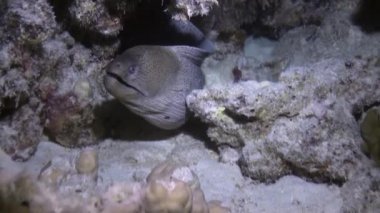 Yiyecek bulmak resif üzerinde büyük kızgın moray yüzmek.
