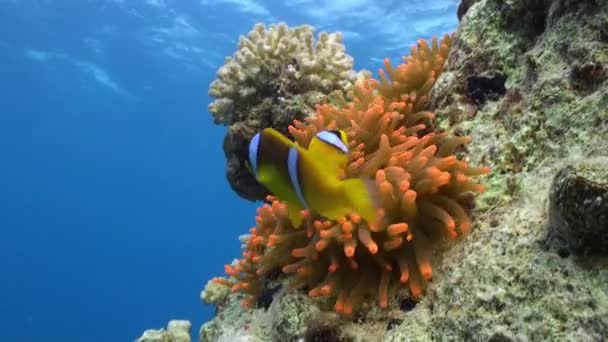 Stichodactylidae Magnifique anémone et poisson clown sous-marin Mer Rouge . — Video
