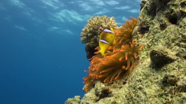 Stichodactylidae Magnificent anemone en clown vis in onderwater rode zee. — Stockvideo