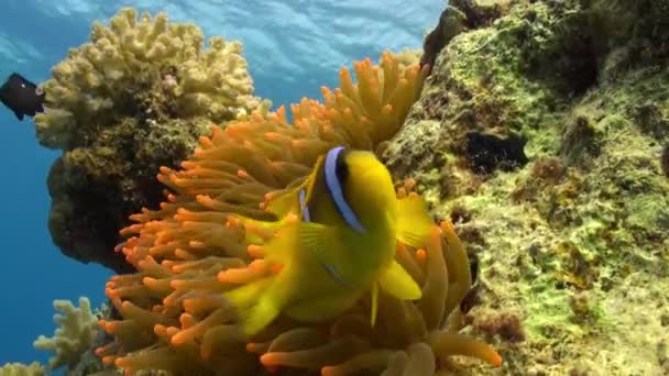 Stichodactylidae velkolepý Sasanka a clown ryb pod vodou Rudého moře. — Stock video