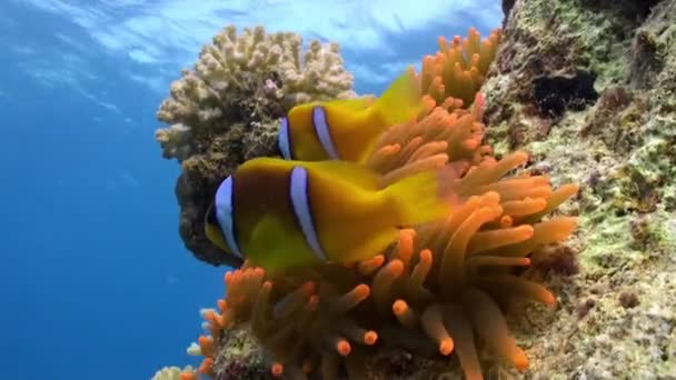 Stichodactylidae velkolepý Sasanka a clown ryb pod vodou Rudého moře. — Stock video