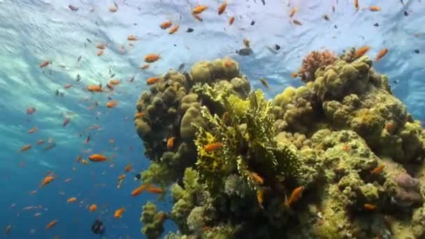 School of fish bright orange color on background of corals underwater Red sea. — Stock Video