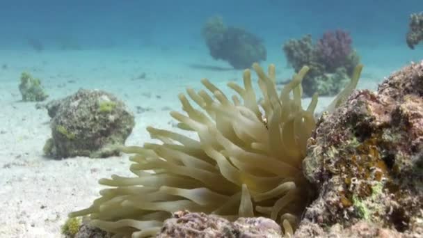 Stichodactylidae muhteşem anemone ve sualtı Red Sea'deki/daki palyaço balık. — Stok video