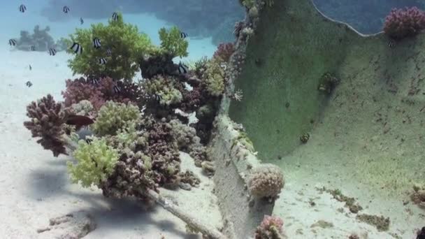 Schipbreuk op de zeebodem onderwater rode zee. — Stockvideo