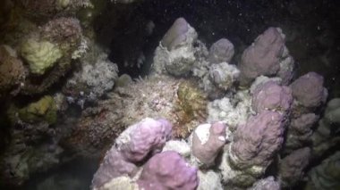 Stonefish Synanceia Verrucosa çok zehirli deniz dibinin sualtı Kızıldeniz üzerinde.