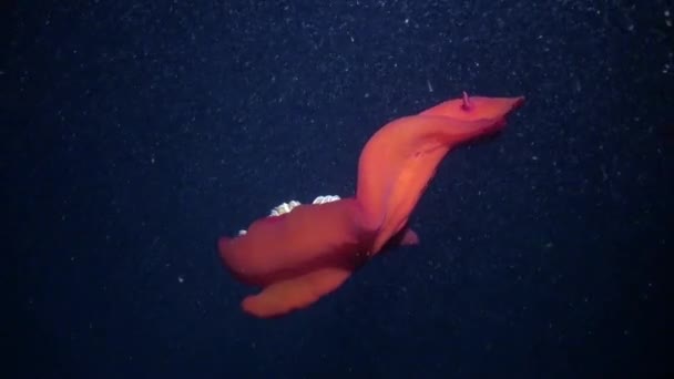 Červená Nahožábrý plž moře Plzák španělský tanečník Hexabranchus sanguineus pod vodou. — Stock video