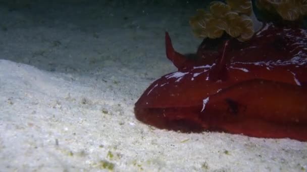 Červená španělská tanečnice Nahožábrý plž sea slug pod vodou na písčité dno. — Stock video