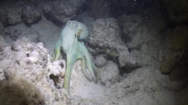 Octopus Aeginae became white and disguised on sandy bottom underwater Red sea. — Stock Video