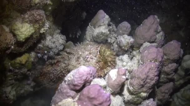 Pez piedra Synanceia Verrucosa muy venenosa en el fondo marino bajo el agua Mar Rojo . — Vídeo de stock