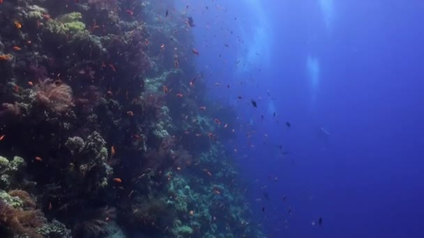 Scuba diving near school of fish in coral reef relax underwater Red sea. — Stock Video