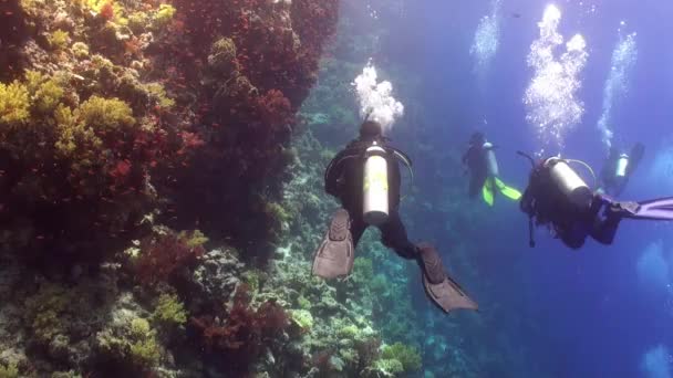 Buceo cerca de la escuela de peces en el arrecife de coral relajarse bajo el agua Mar Rojo . — Vídeo de stock