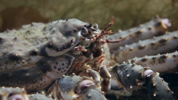 Olbrzym King crab w poszukiwaniu żywności na pod wodą w Morzu Barentsa. — Wideo stockowe