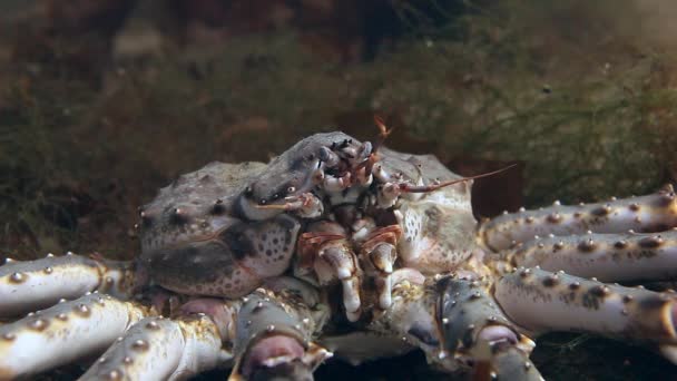 Giant King krabba på jakt efter mat på vattnet i Barents hav. — Stockvideo