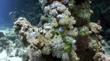 Sualtı video hakkında coral reef saf Kızıldeniz şeffaf sakin ol.