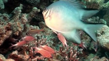 Parlak kırmızı çizgili balık sualtı mercan sürüsü.