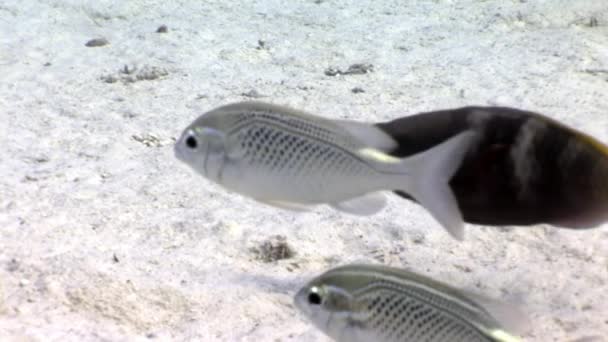 Unterwasser-Relax-Video über die Meeresnatur in reinem Transparent des roten Meeres. — Stockvideo