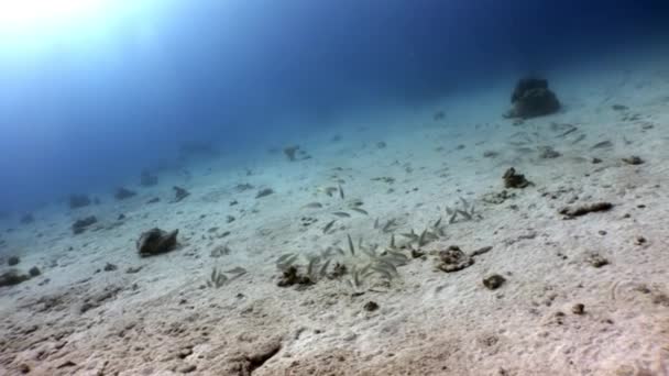 Scuola di pesce su sfondo di riflessione di luce del sole sott'acqua Mare Rosso . — Video Stock