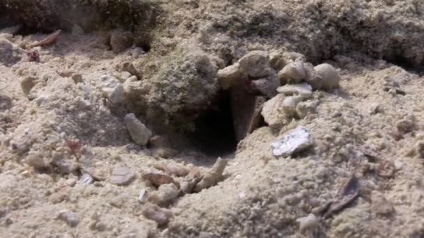 Pod vodou odpočívat video o mořské přírody v čisté transparentní z Rudého moře. — Stock video
