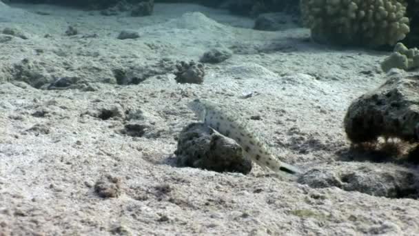 Διάστικτα Sandperch ψάρια κάθεται ακίνητος στο βυθό υποβρύχια Ερυθρά θάλασσα. — Αρχείο Βίντεο