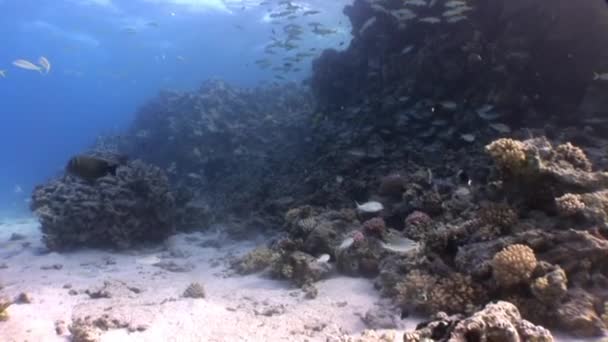 Escola de peixes subaquático Mar Vermelho . — Vídeo de Stock