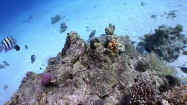 Sualtı mercan kırmızı deniz hakkında video sakin ol.