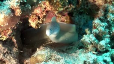 Biberli moray Siberea grisea sualtı Red sea, Mısır.