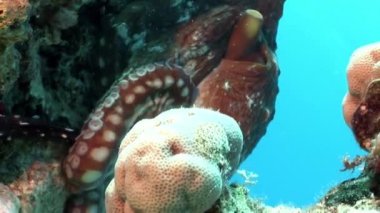 Ahtapot bir mavi arka plan sualtı Kızıldeniz.