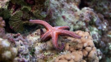 Gomophia egyptiaca sualtı Mısır'ın Kızıldeniz yıldız.