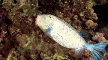 Kirpi balığı balık suyun altında Shaab Sharm.