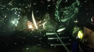 Su altında dinlenmek deniz doğada saf Kızıldeniz saydam hakkında video.