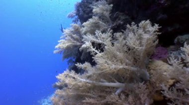 Sualtı mercan kırmızı deniz hakkında video sakin ol.