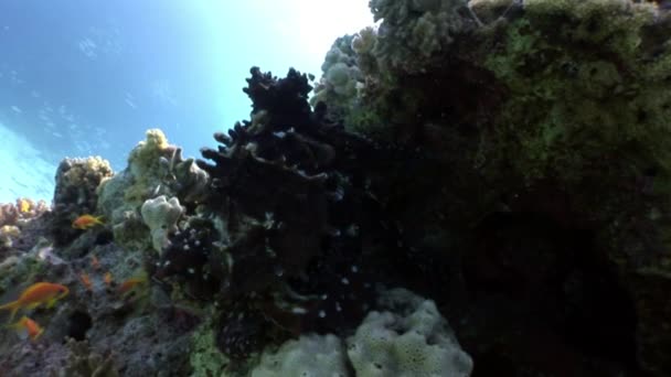 Versteckter Oktopus aeginae versteckt sich in Korallen unter rotem Meer. — Stockvideo